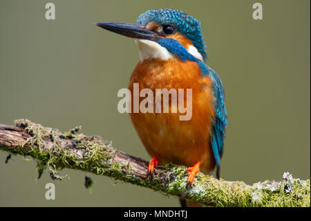 Ein männlicher Eisvogel (Alcedo atthis) auf einem Zweig über einem Fluss in Großbritannien thront Stockfoto