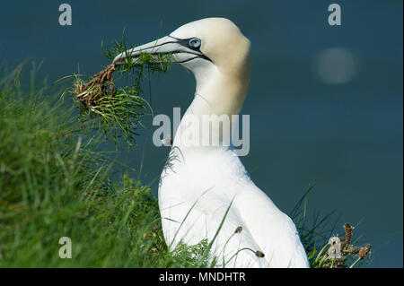 Eine Gannett (Morus bassanus) Sammeln von Nesting Material auf den Klippen von rspb Bempton Cliffs auf der East Yorkshire Küste. Stockfoto