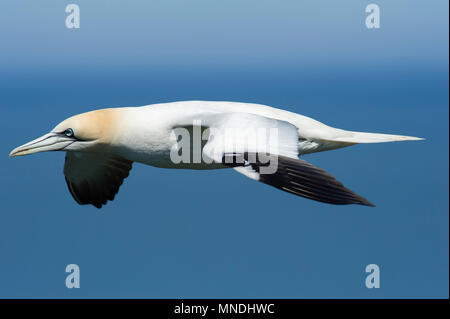 Eine Gannett (Morus bassanus) gleiten über den Klippen von rspb Bempton Cliffs auf der East Yorkshire coast Stockfoto