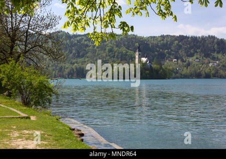 Wallfahrtskirche Maria Himmelfahrt auf der Insel Bled, Slowenien, von der Küste gesehen Stockfoto
