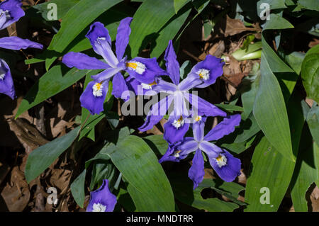 Iris cristata bekannt als Zwerg crested Iris in der Blüte. Es ist ein Rhizomartige mehrjährige Pflanze endemisch im Osten der USA. Stockfoto