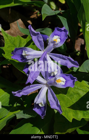 Iris cristata bekannt als Zwerg crested Iris in der Blüte. Es ist ein Rhizomartige mehrjährige Pflanze endemisch im Osten der USA. Stockfoto