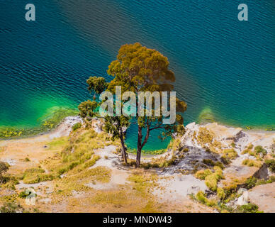 Detail der erstaunlichen Baum entlang der Lagune Quilotoa Shoreline, vulkanischen Kratersee in Ecuador Stockfoto