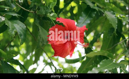 Rote Hibiskusblüte auf Pflanze im grünen Hintergrund. Stockfoto