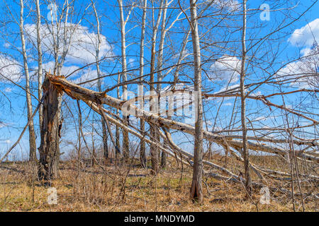 Baumstamm vom starken Wind gebrochen Stockfoto