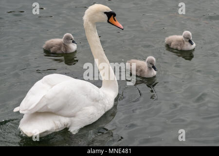 London, Großbritannien. 16 Mai, 2018. Frisch geschlüpfte Mute swan Cygnet nehmen einen mit ihrer Mutter auf Kanada Schwimmen Teich © Guy Corbishley/Alamy leben Nachrichten Stockfoto
