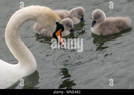 London, Großbritannien. 16 Mai, 2018. Frisch geschlüpfte Mute swan Cygnet nehmen einen mit ihrer Mutter auf Kanada Schwimmen Teich © Guy Corbishley/Alamy leben Nachrichten Stockfoto