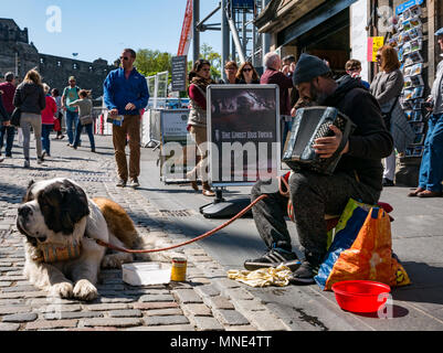 Royal Mile, Edinburgh, 16. Mai 2018. Touristen genießen die Sonne und die Straßenunterhaltung auf der Royal Mile, Edinburgh, Schottland, Vereinigtes Königreich. Touristen throng Edinburgh Castle Esplanade und der Geschäfte und ein Street Performer spielen auf dem Akkordeon mit St Bernard dog Watch Stockfoto