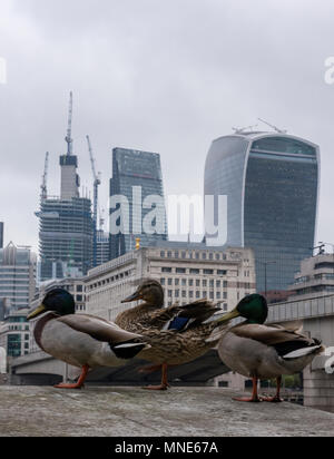 UK Wetter, City of London, 16. Mai 2016. Decke Cloud umfasst die Stadt London Financial District und zwei Enten sitzen auf einer Mauer warten geduldig für Regen. Schönes Wetter für Enten im Zentrum von London. Ein grauer Start in den Tag während der Rush Hour in London mit einem männlichen und weiblichen Stockente sitzen auf einer Wand neben der Themse mit der ikonischen Wahrzeichen der Londoner City Skyline im Hintergrund. Quelle: Steve Hawkins Fotografie/Alamy leben Nachrichten Stockfoto