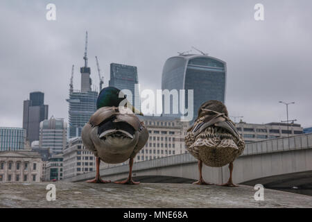 UK Wetter, City of London, 16. Mai 2016. Decke Cloud umfasst die Stadt London Financial District und zwei Enten sitzen auf einer Mauer warten geduldig für Regen. Schönes Wetter für Enten im Zentrum von London. Ein grauer Start in den Tag während der Rush Hour in London mit einem männlichen und weiblichen Stockente sitzen auf einer Wand neben der Themse mit der ikonischen Wahrzeichen der Londoner City Skyline im Hintergrund. Quelle: Steve Hawkins Fotografie/Alamy leben Nachrichten Stockfoto