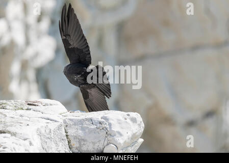 Eine akrobatische Dohle (Corvus monedula) Stockfoto