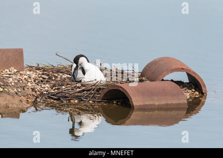 Säbelschnäbler (Recurvirostra Avosetta) auf einem Nest Stockfoto