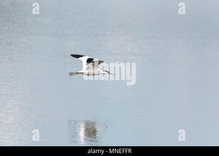 Ein tief fliegenden Säbelschnäbler (Recurvirostra avosetta Stockfoto