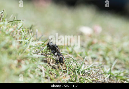 Die schwarze Bergbau Biene (Andrena pilipes) Stockfoto