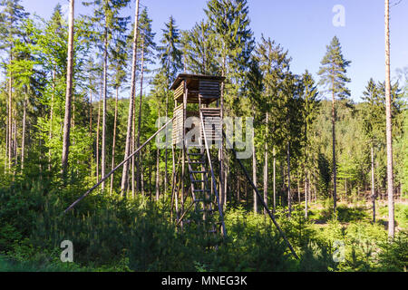 Rehe im Wald - Wandern an einem schönen Frühlingstag in Reinprechts/Heinrichs - Weitra - Lower Austria, Europa Stockfoto