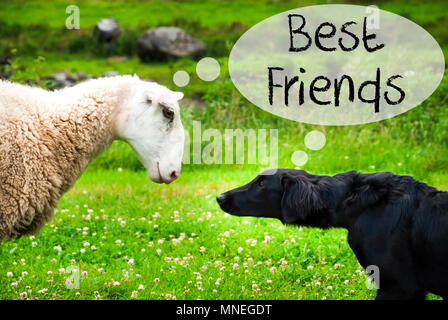 Hund trifft Schaf mit Sprechblase. Englischer Text die besten Freunde. Grüne Gras Wiese in Norwegen. Stockfoto
