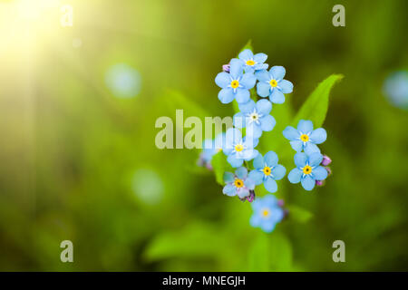 Einzigartige blaue Vergißmeinnicht blumen Nahaufnahme Bild im Frühling Garten. Flache Tiefenschärfe Stockfoto