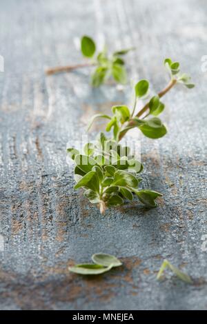 Frischen Majoran auf einem blauen Hintergrund aus Holz Stockfoto