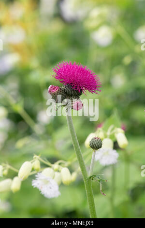 Cirsium rivulare 'atropurpureum'. Plume Thistle 'Atropurpureum'/Bach Thistle Stockfoto