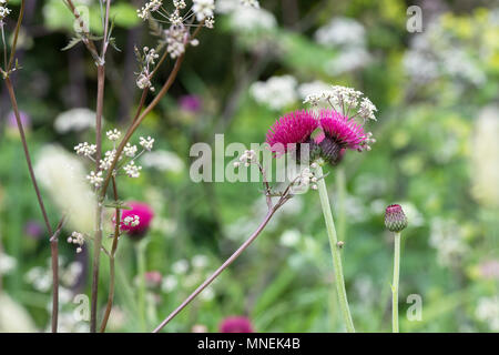 Cirsium rivulare 'atropurpureum'. Plume Thistle 'Atropurpureum'/Bach Thistle Stockfoto