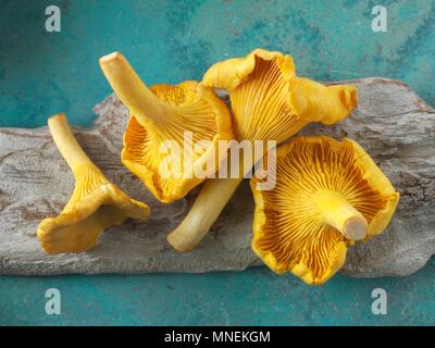 Frische Pfifferlinge abgeholt Stockfoto