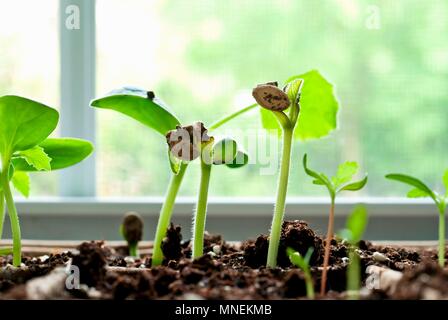 Zucchini Sämlinge in einem Fensterbrett Stockfoto