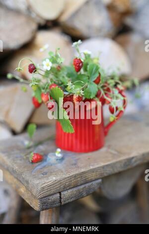 Zweige Erdbeeren in einem roten Kanne auf ein Holz Hocker Stockfoto