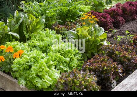 Ringelblumen und verschiedenen roten und grünen Kopfsalat in einem Blumenbeet im Garten Stockfoto