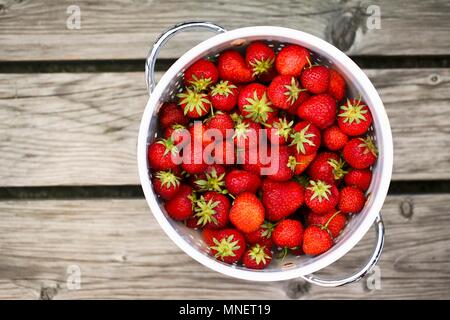 Frische Erdbeeren in einem Sieb (von oben gesehen) Stockfoto