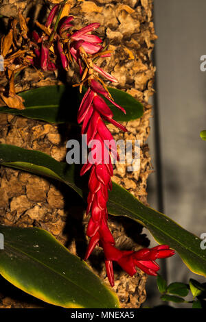 Alpinia atropurpurea Stockfoto