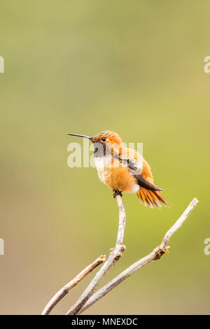 Rufous Kolibri (Selasphorus rufus) auf Zweig entlang Eyak See in Cordova in Southcentral Alaska thront. Stockfoto