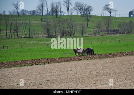 Amish Landwirt Drehen der Erde durch ein Team der Pferde an einem Frühlingstag zog Stockfoto