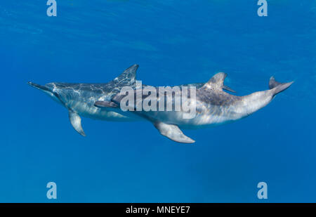 Zwei Spinner Delfine schwimmen vor der Küste von Maui, Hawaii. Stockfoto