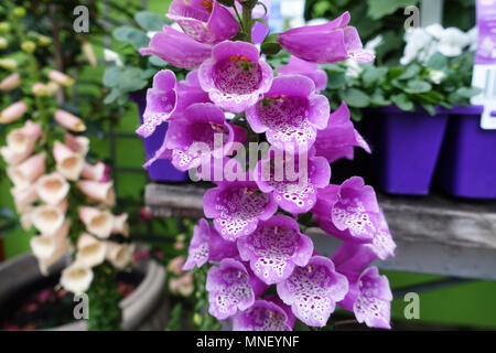 Digitalis purpurea oder die gemeinhin als Fingerhut Stockfoto