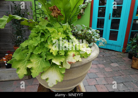 Asplenium australasicum oder als Bird's Nest Farn bekannt Stockfoto