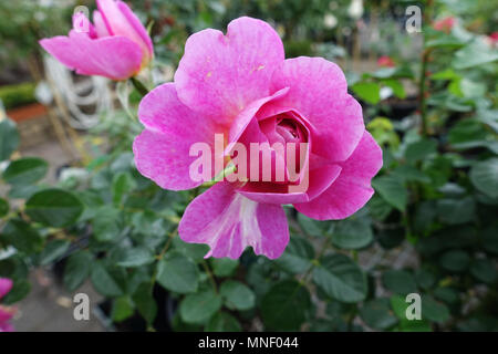 David Austin Rose Bonica Strauch Stockfoto