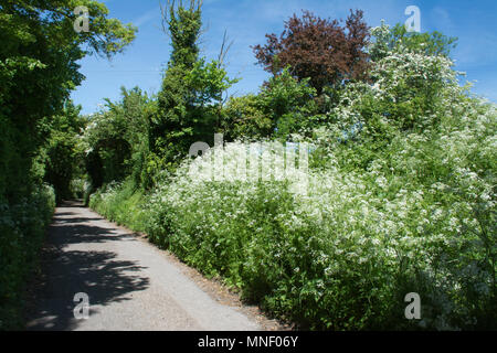 Hübsches Land Lane mit Kuh Petersilie Wildblumen im Mai gefüttert (Frühjahr) in South Oxfordshire, Großbritannien Stockfoto