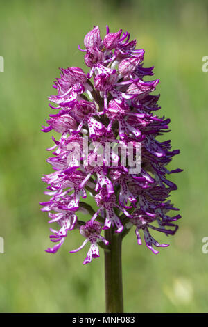 Hybrid orchid (Monkey x Lady Orchidee) (Orchis purpurea x simia) an Hartslock Nature Reserve, Goring an der Themse, South Oxfordshire, Großbritannien Stockfoto