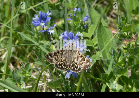 Mother Shipton Motte (Callistege mi) nectaring auf Chalk milkwort (Adenia Calcium) Wildblumen in den Chilterns, South Oxfordshire, Großbritannien Stockfoto