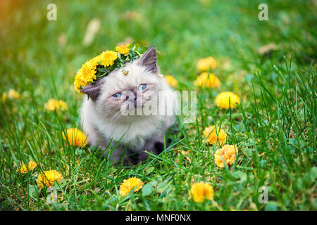 Kleines Kätzchen, mit Blumenkranz gekrönt, draußen im Garten Stockfoto