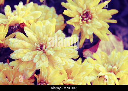Chrysantheme Blumen mit Raureif im Herbst Garten abgedeckt Stockfoto