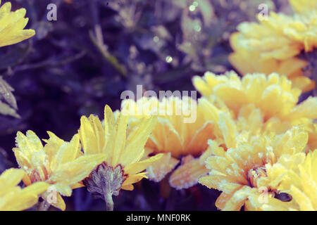 Chrysantheme Blumen mit Raureif im Herbst Garten abgedeckt Stockfoto
