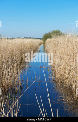 Minsmere, ein RSPB Nature Reserve, Suffolk, England Großbritannien Stockfoto