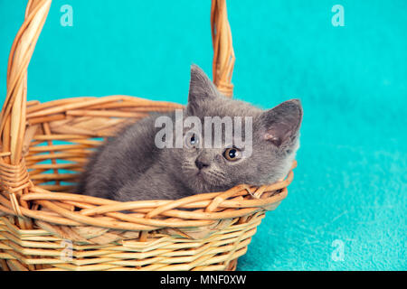 Süße kleine Britisch Kurzhaar Kätzchen im Korb sitzen Stockfoto