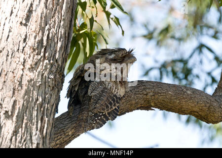 Ein Tawny Frogmouth auch genannt ein Mopoke sitzen auf einem Ast in Queensland, Australien Der Vogel ist ein Eingeborener von Australien Stockfoto