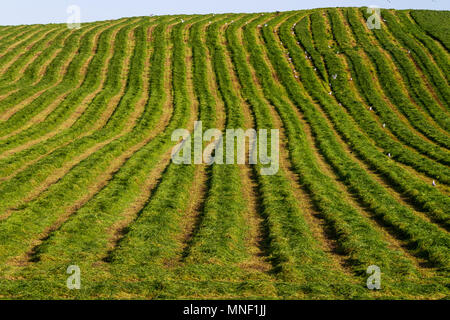 Bereich der frisch geschnittenen Silage bereit, auf einem Bauernhof in Irland auf dem Ballen gepresst werden. Stockfoto