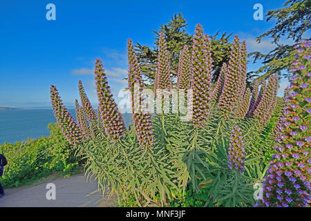 Wilde Blume in der Nähe von San Francisco Golden Gate Bridge Stockfoto