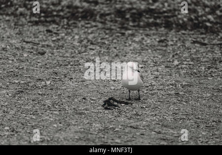Möwe am Strand in B&W Farbe Stockfoto