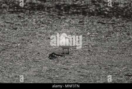 Möwe am Strand in B&W Farbe Stockfoto