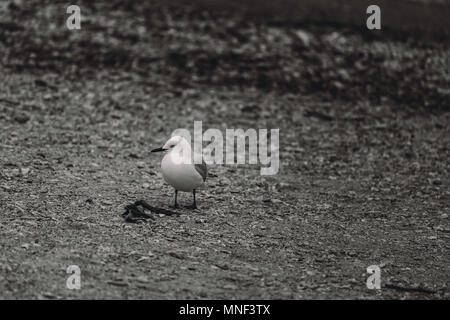 Möwe am Strand in B&W Farbe Stockfoto